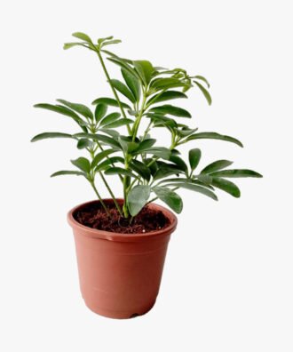 Echeveria Succulent Schefflera Umbrella Plant