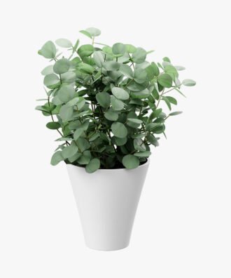 Fresh Eucalyptus Cinerea Live Plant